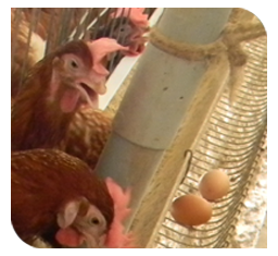 Decreased egg production